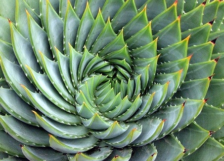 Biomimicry
