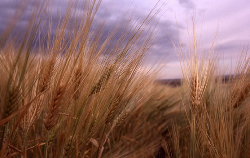 Cropfields