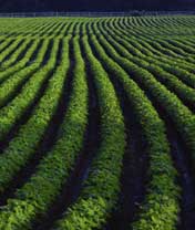 Fieldcrops