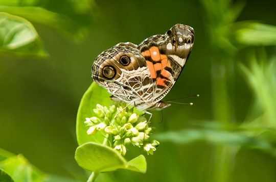 Biodiversity - Biopolicy Biodiversity - Biopolicy